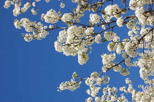 bradford pear.jpg