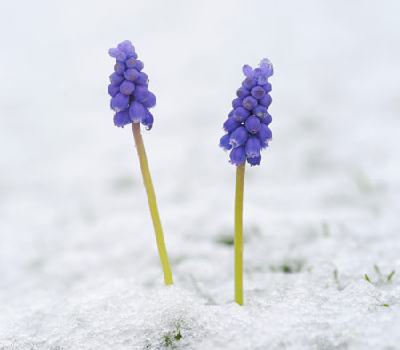 purple-flowers-snow-450js111309.jpg