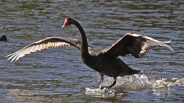 A Black Swan Presidential Campaign