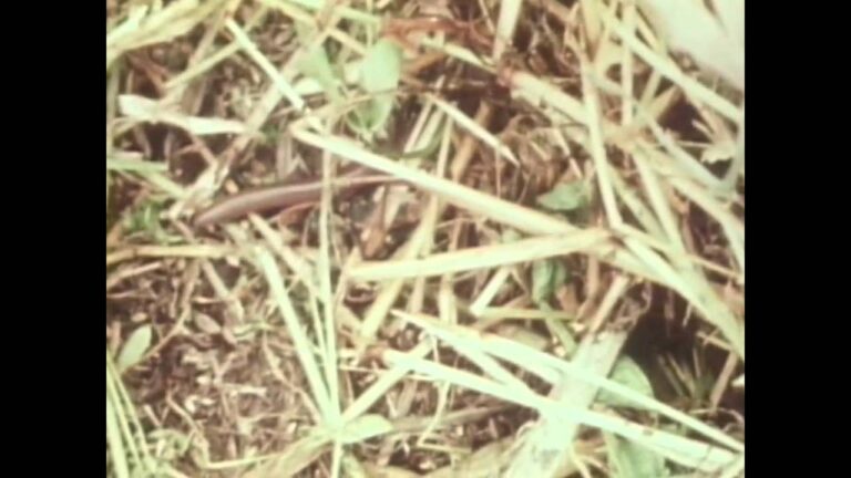 4 Keys to No Till Farming